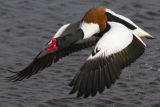 Shelduck 